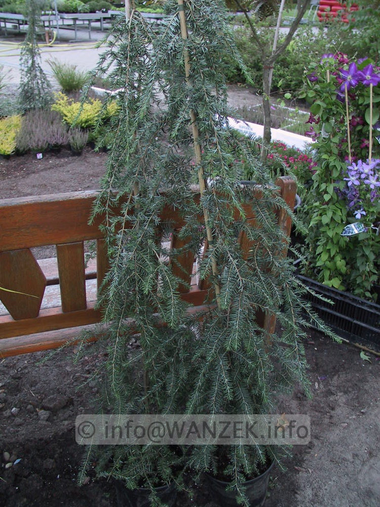 Tsuga canadensis Pendula.jpg